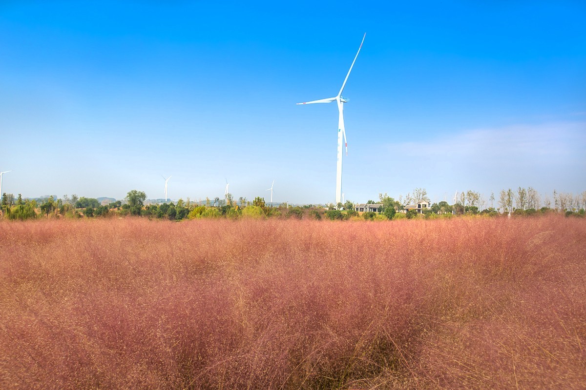 2023-11-26扬州长兴农场粉黛乱子草花海（七）