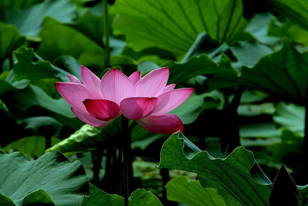 文峰公园荷花绽放=4