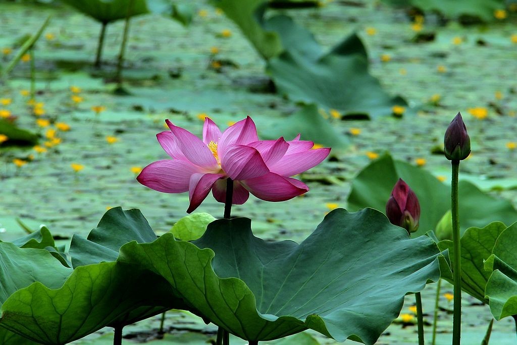 文峰公园荷花绽放=4