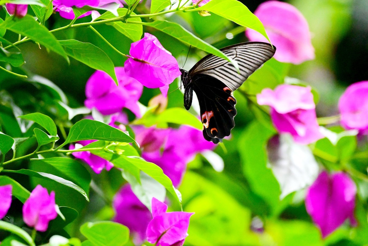 深秋的霸王蝴蝶