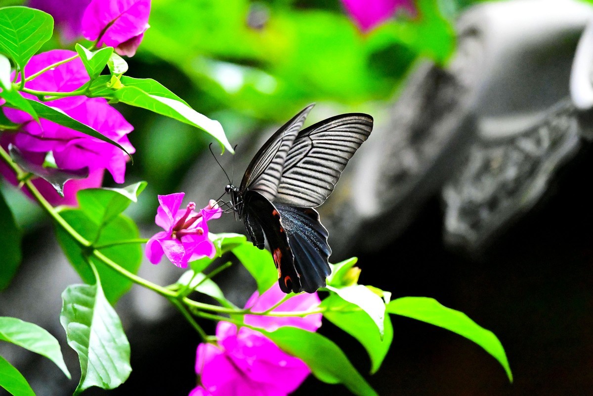 深秋的霸王蝴蝶