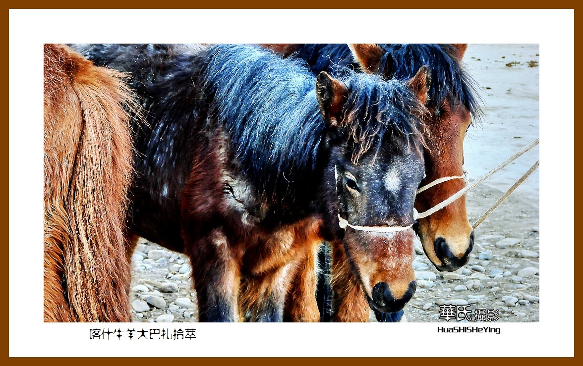 2023西行游记（新疆074）—牛羊大巴扎交易拾萃（喀什）