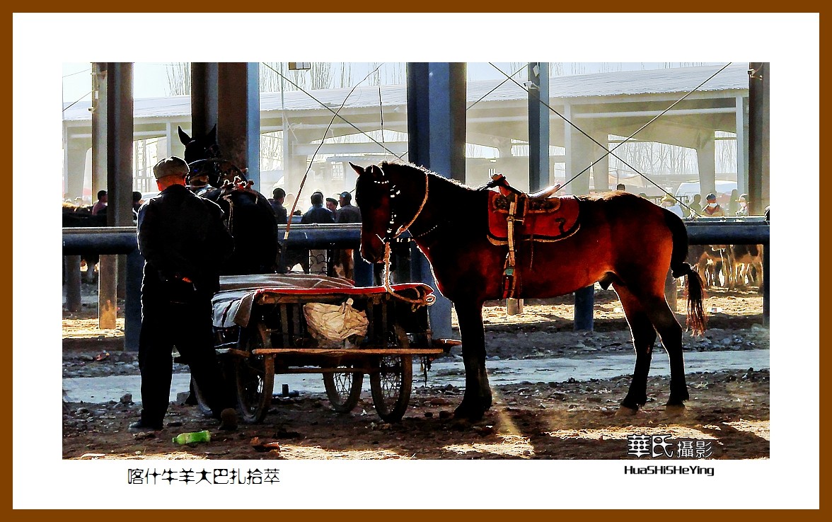 2023西行游记（新疆074）—牛羊大巴扎交易拾萃（喀什）