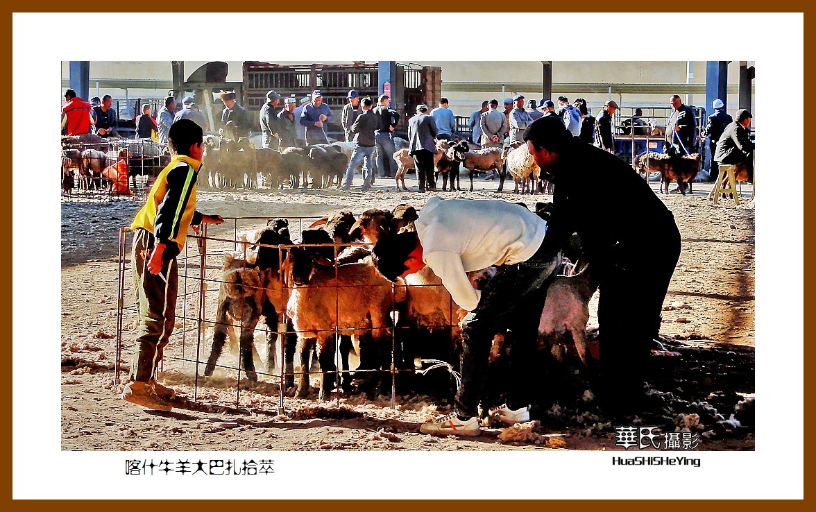 2023西行游记（新疆074）—牛羊大巴扎交易拾萃（喀什）