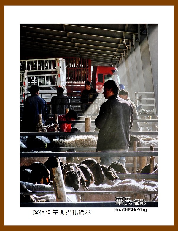 2023西行游记（新疆074）—牛羊大巴扎交易拾萃（喀什）