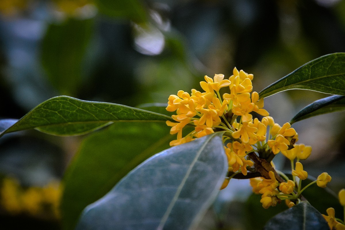 2022年第856贴-颐和园桂花香-8（1016F）