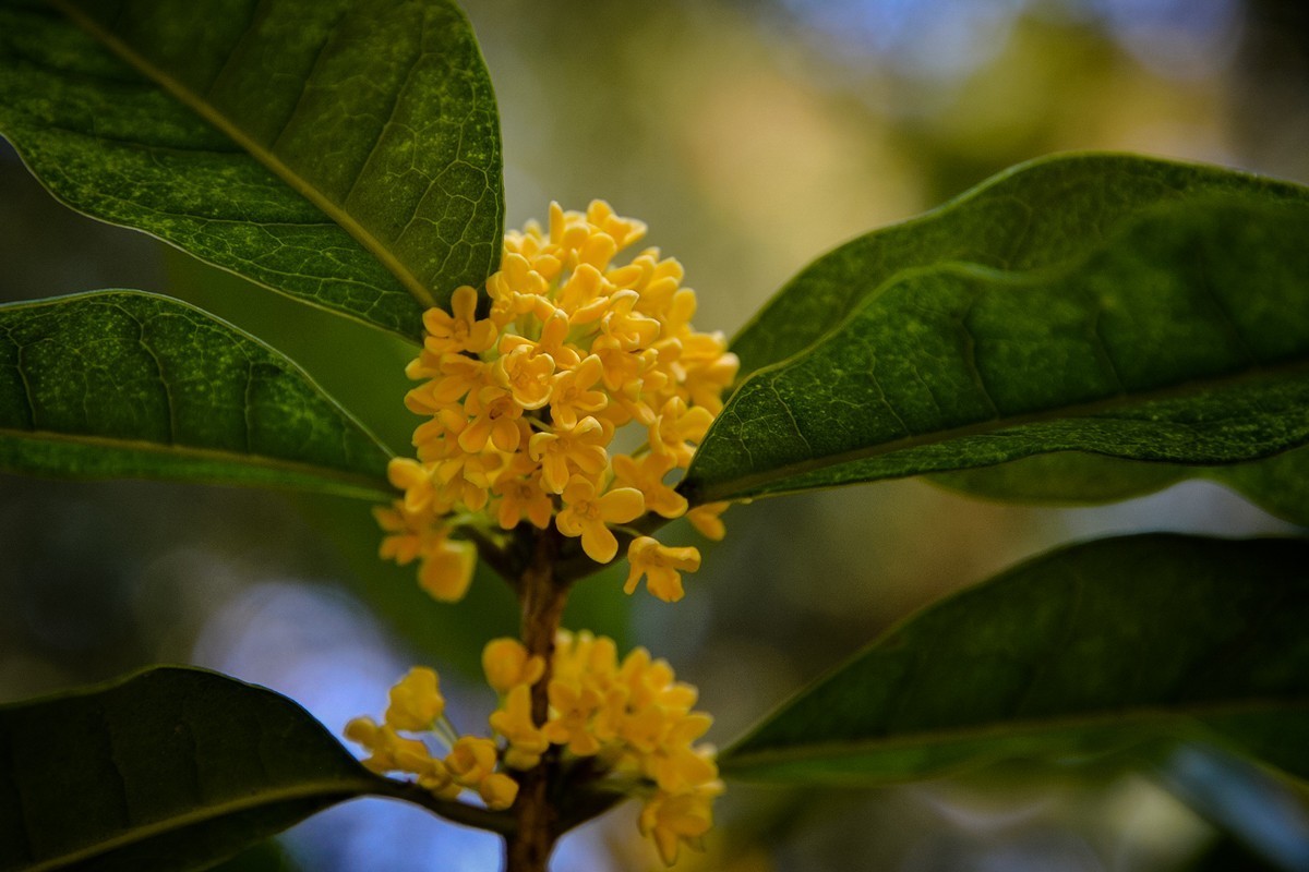 2022年第856贴-颐和园桂花香-8（1016F）