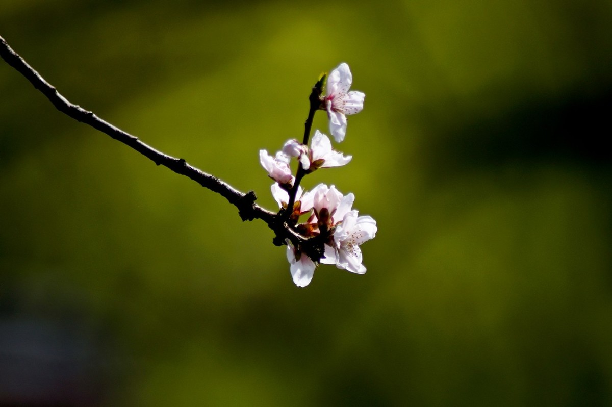 杂拍——春天的花儿