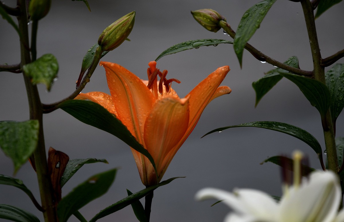 百合花