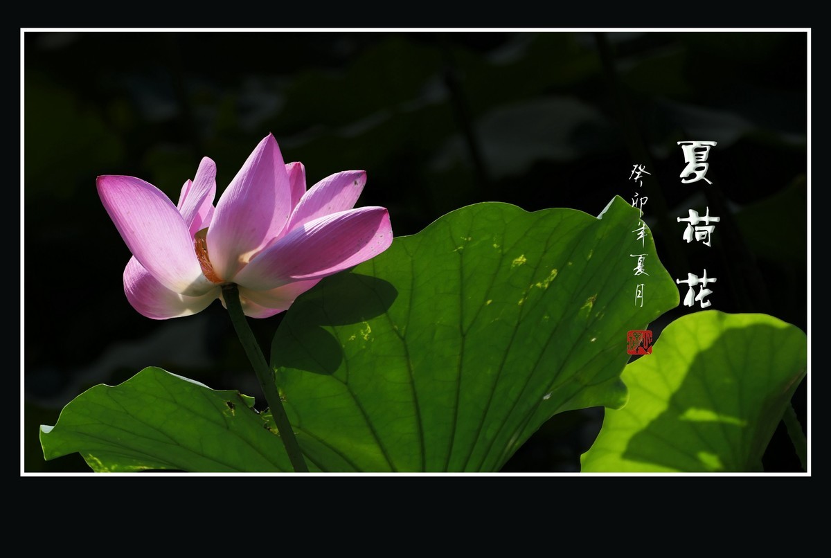 粉面纤腰着绿裙，香风婀娜舞菡萏