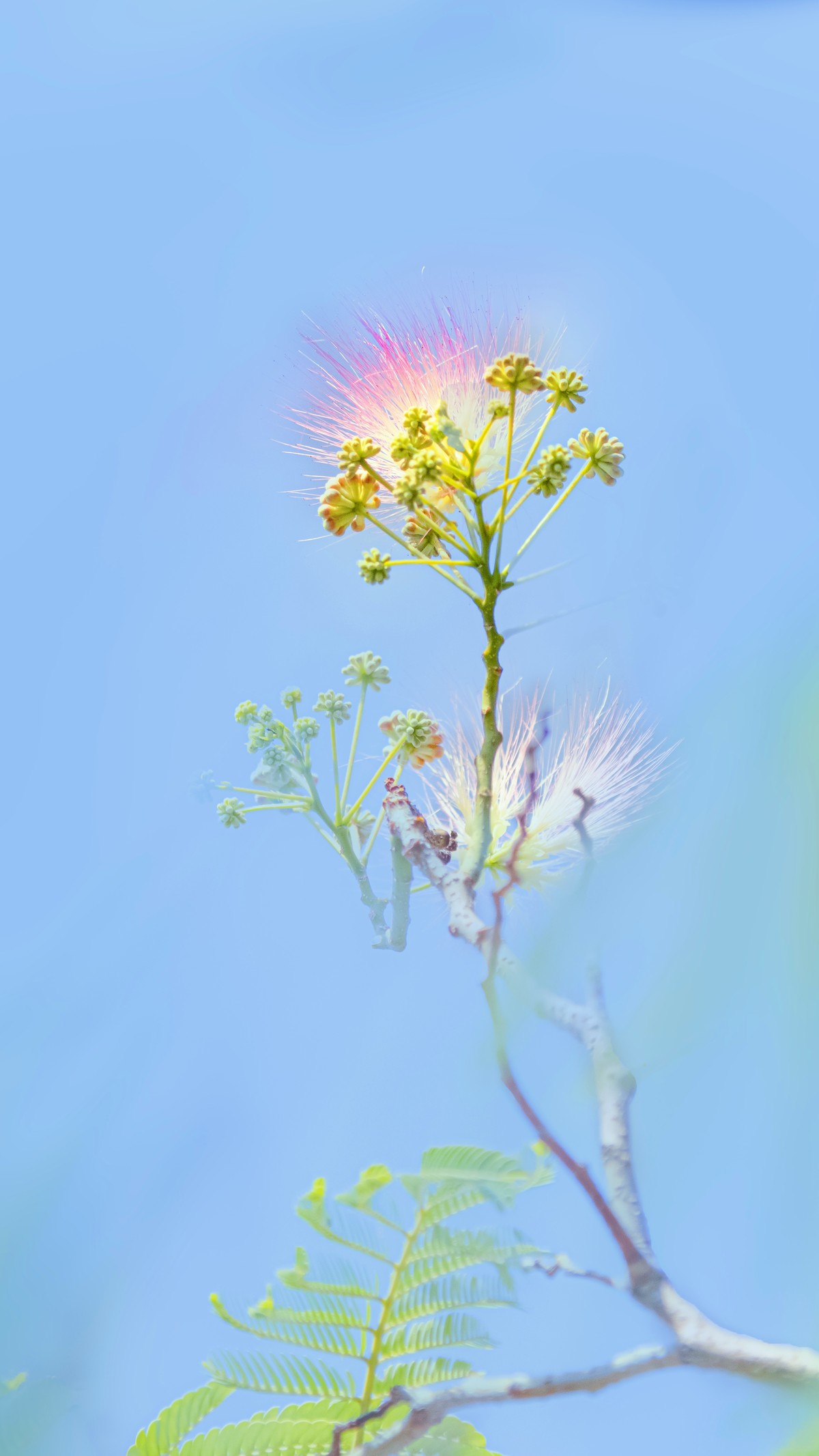 合欢花~2023(1)-中关村在线摄影论坛