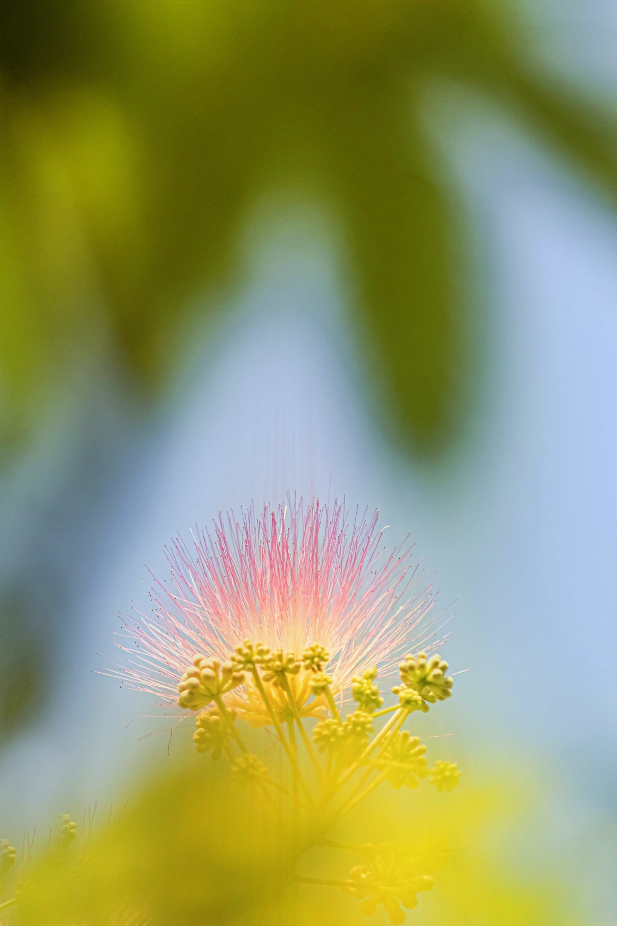 合欢花~2023(1)-中关村在线摄影论坛