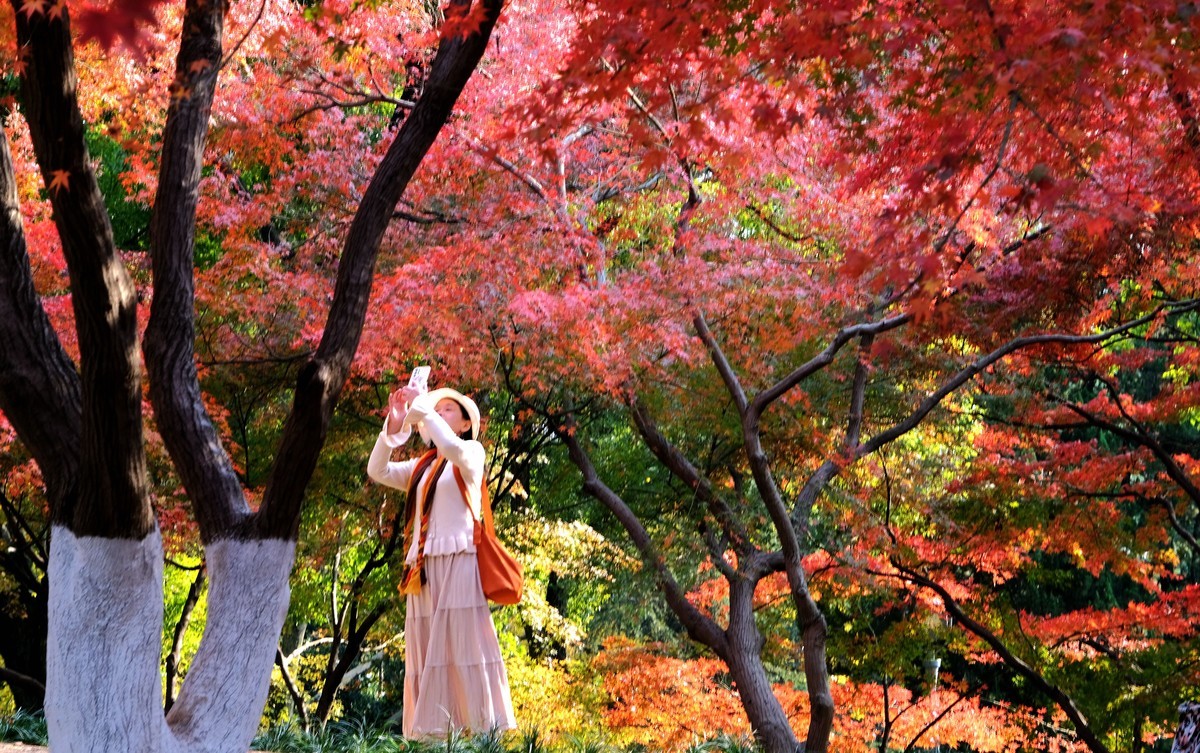 公园枫叶红了很艳丽