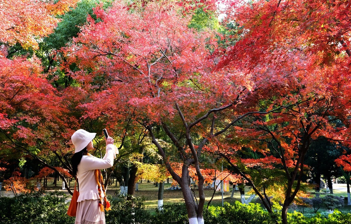 公园枫叶红了很艳丽