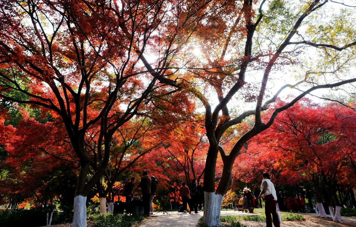 公园枫叶红了很艳丽