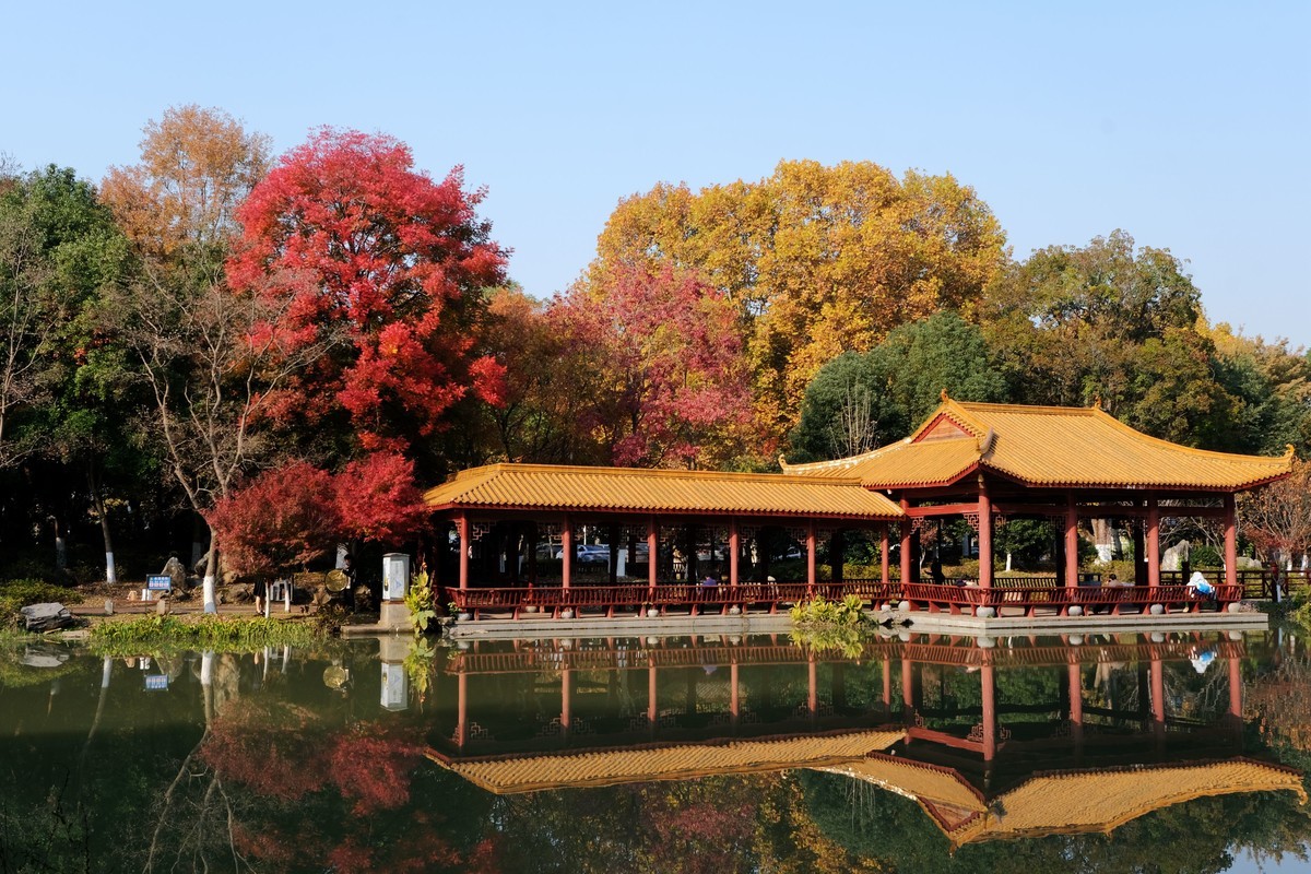 公园枫叶红了很艳丽