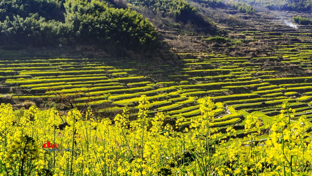三月下江南——岭南覆卮山油菜花梯田（5）