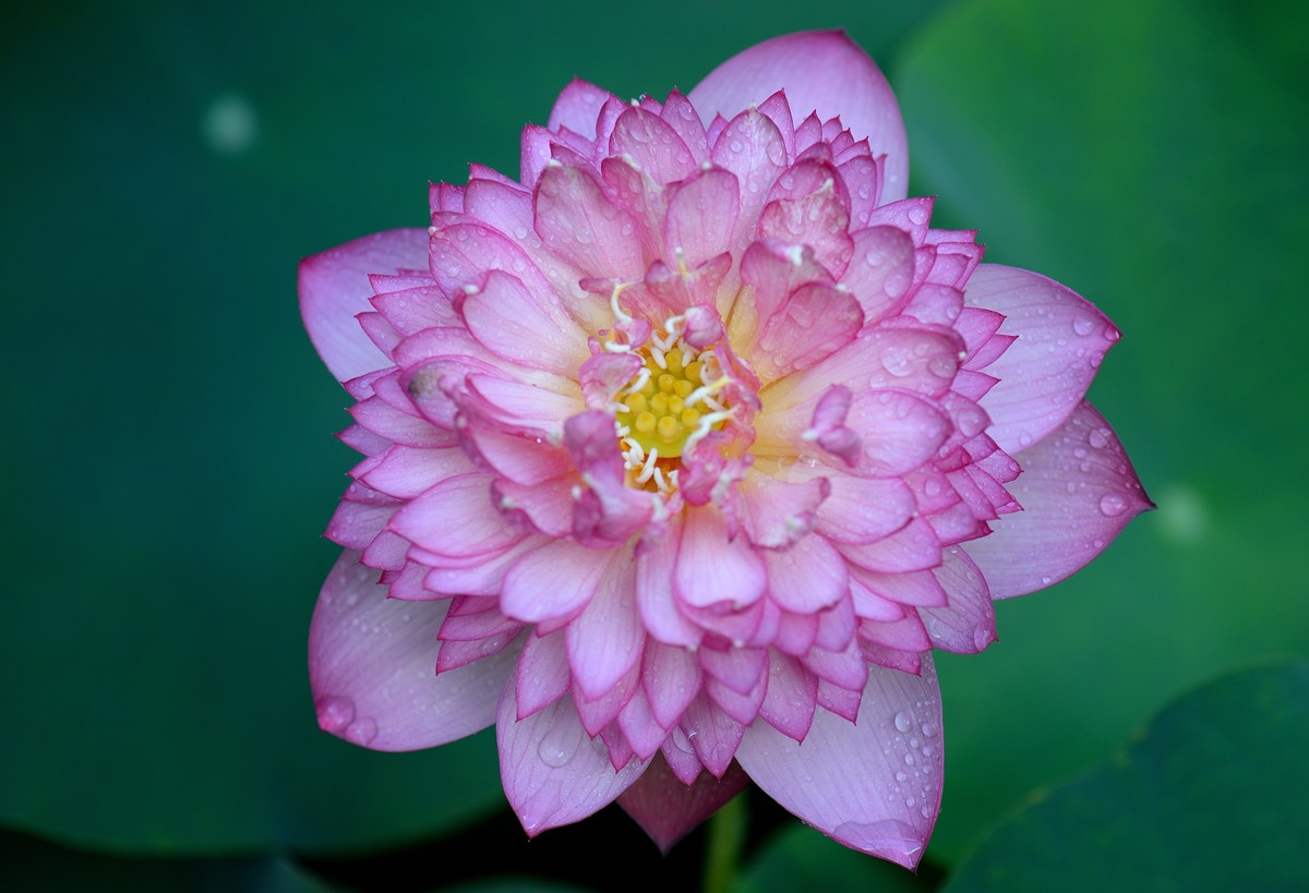 雨后拍荷花