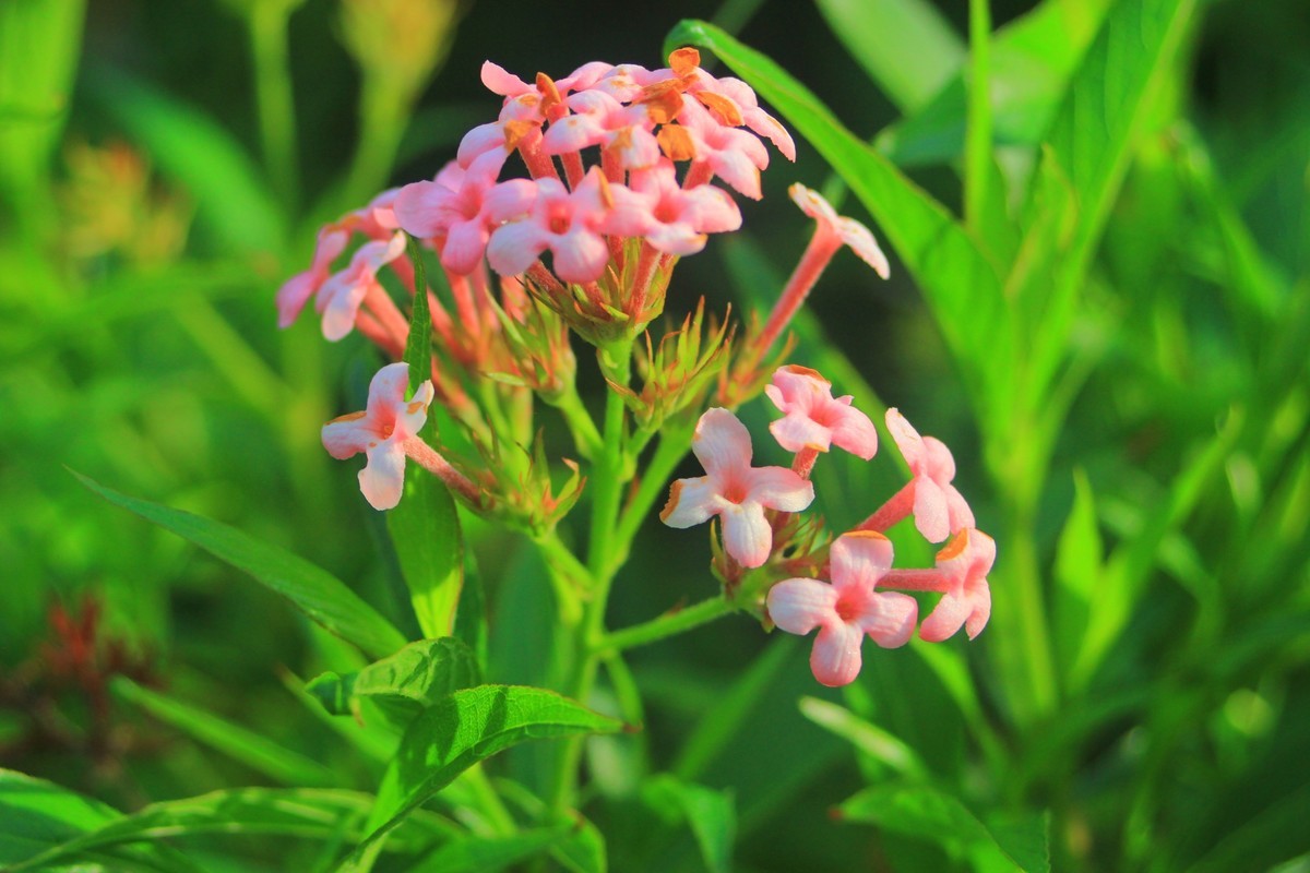 美丽的厦门郊外早晨风光摄影--222