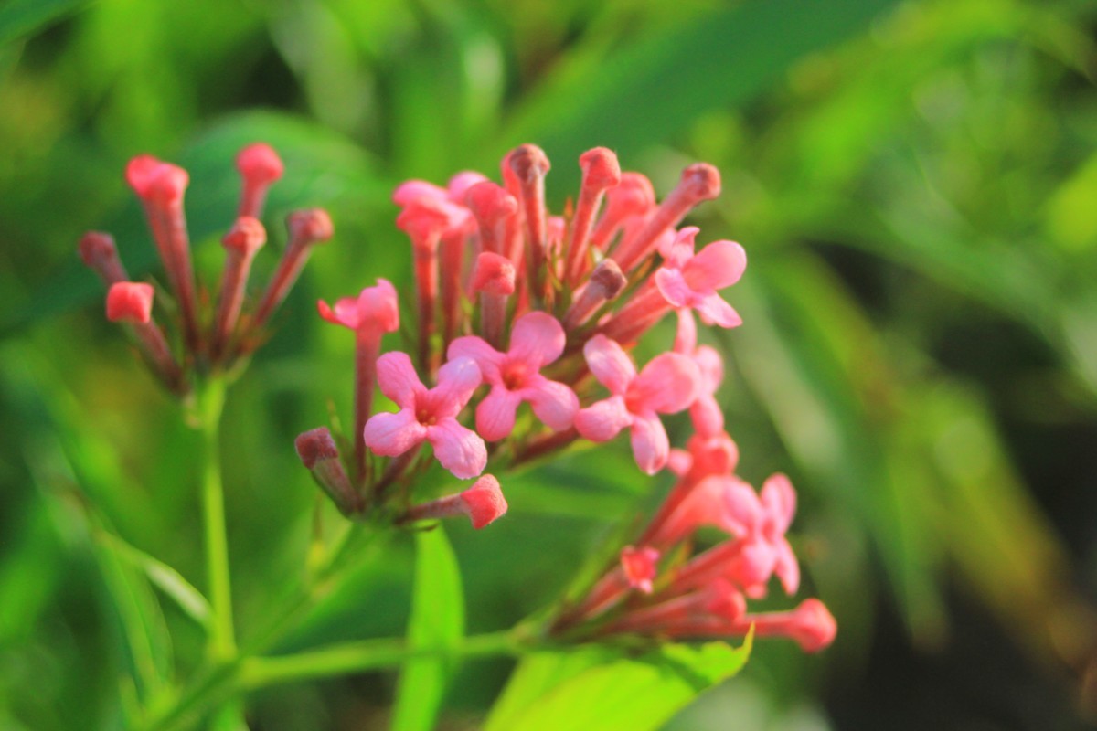 美丽的厦门郊外早晨风光摄影--222