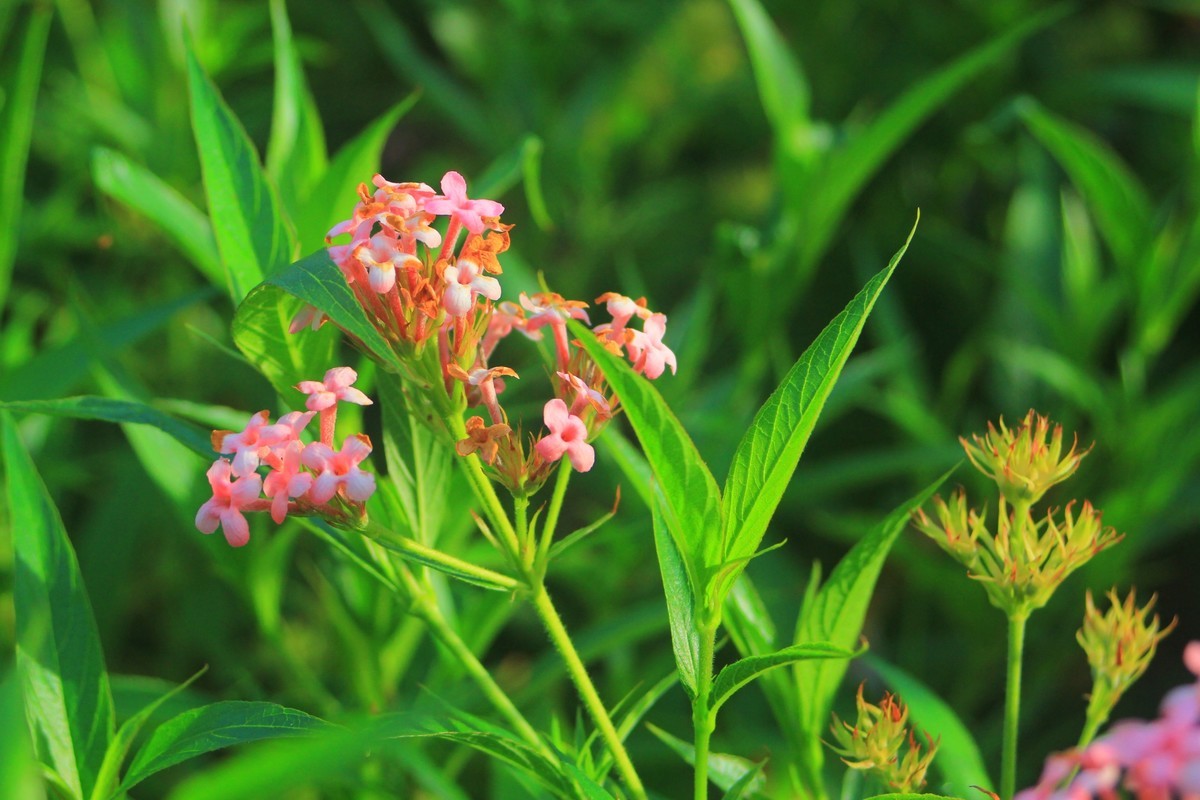 美丽的厦门郊外早晨风光摄影--222