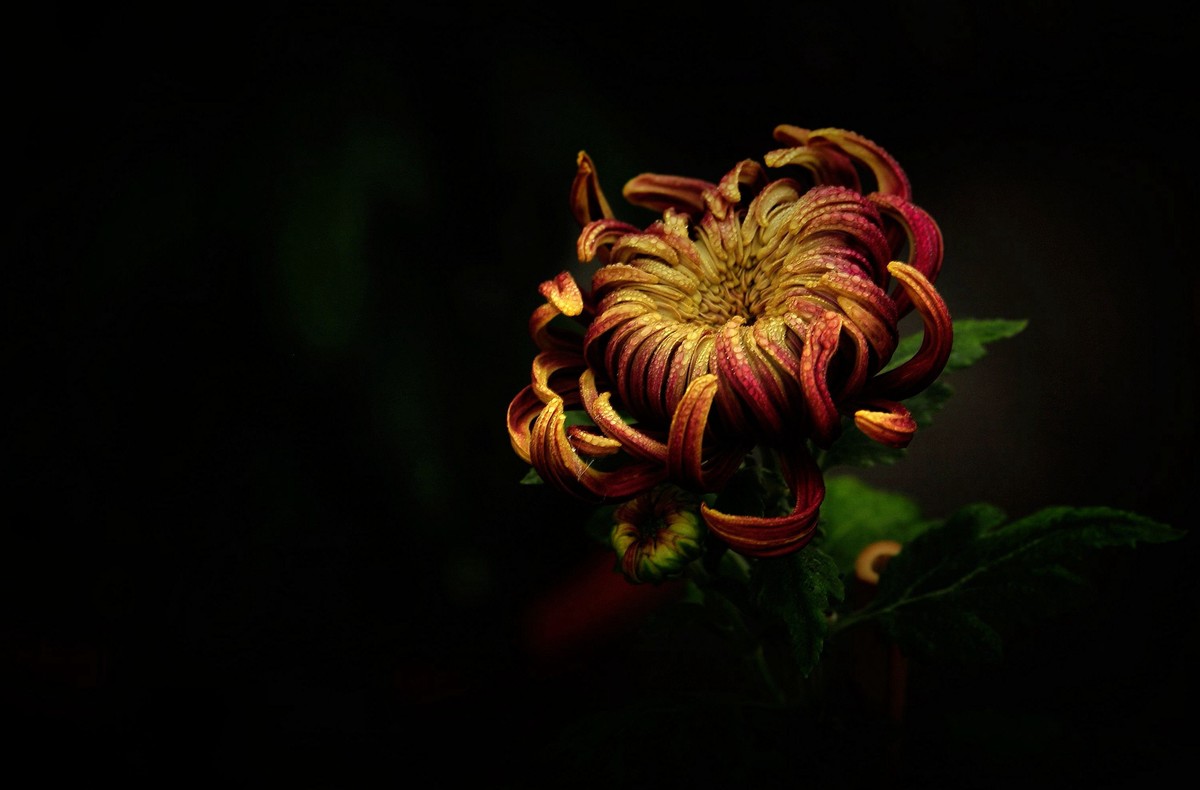 一季秋，一季菊