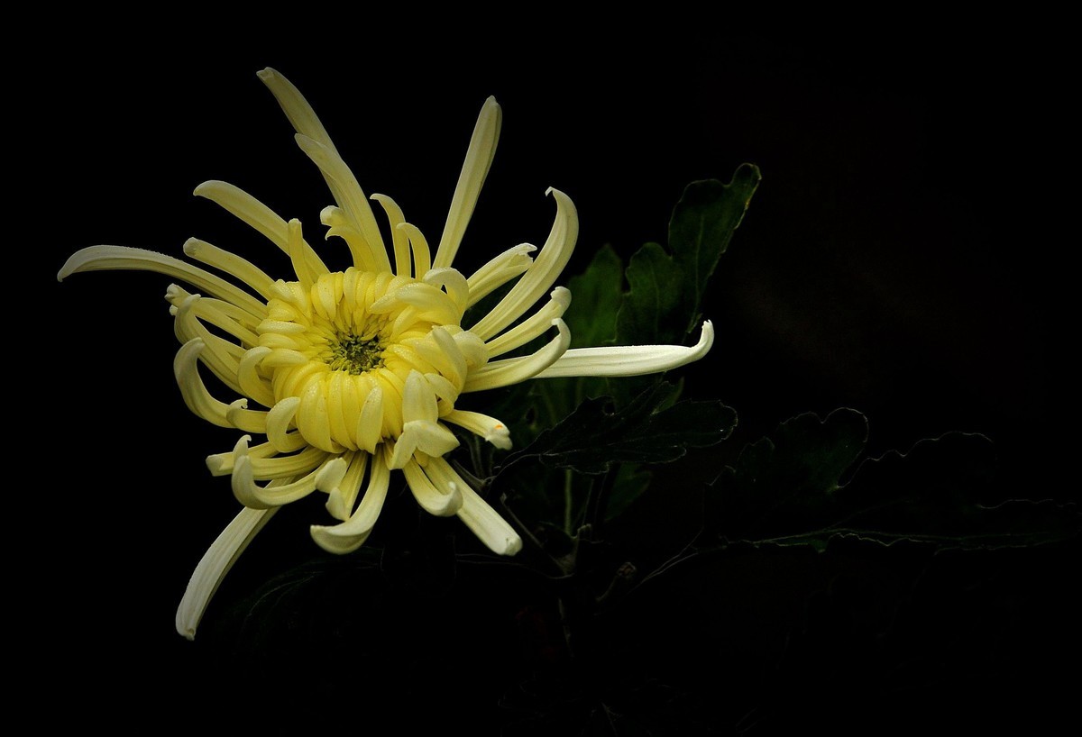 一季秋，一季菊