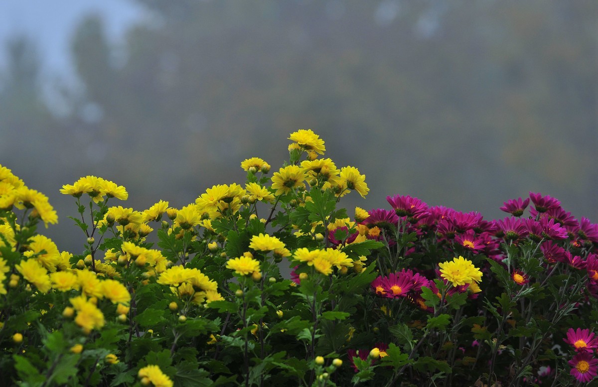 一季秋，一季菊