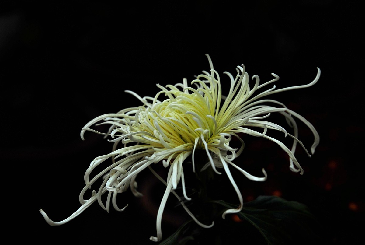 一季秋，一季菊