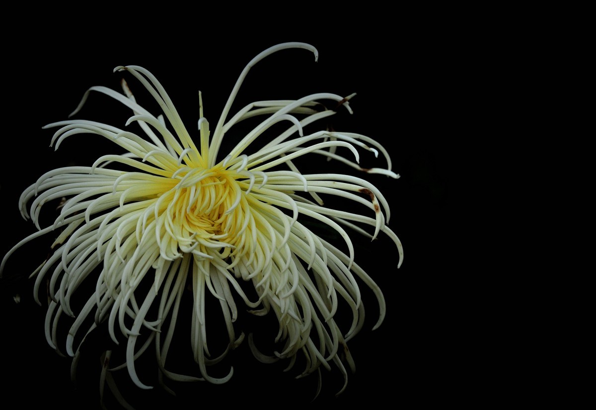 一季秋，一季菊