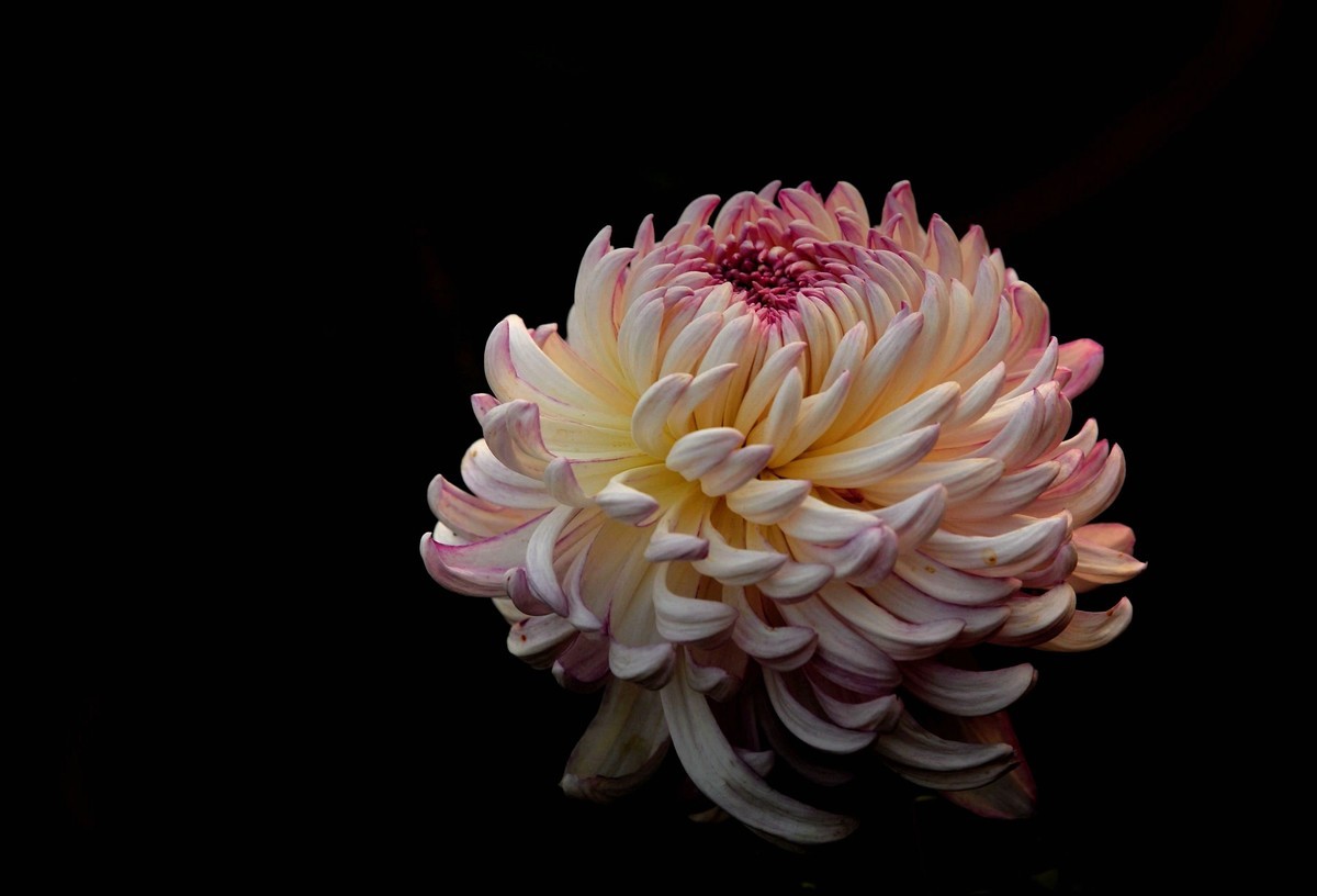 一季秋，一季菊