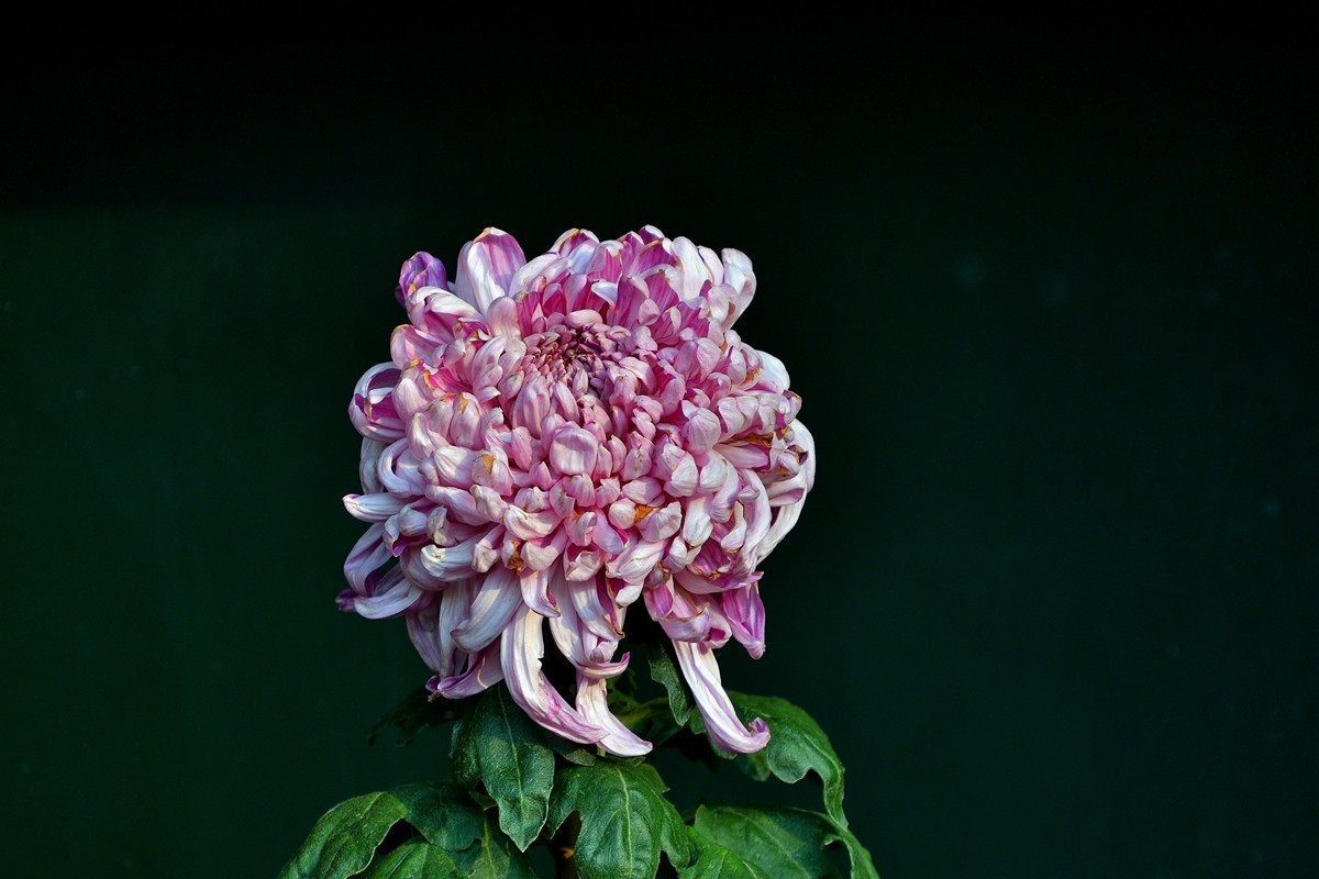 形态多样的菊花1