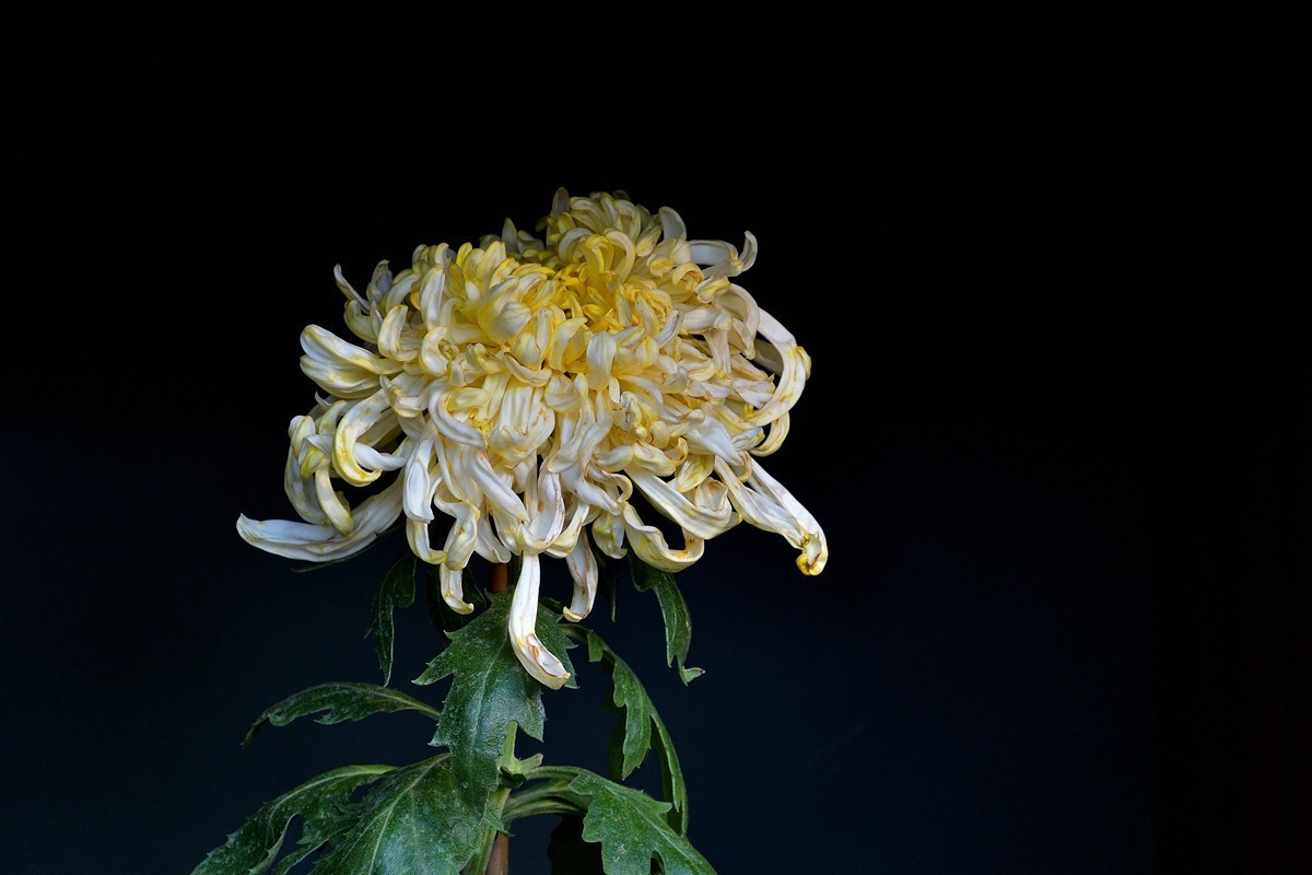 形态多样的菊花1