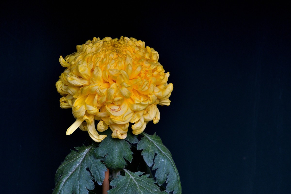 形态多样的菊花1