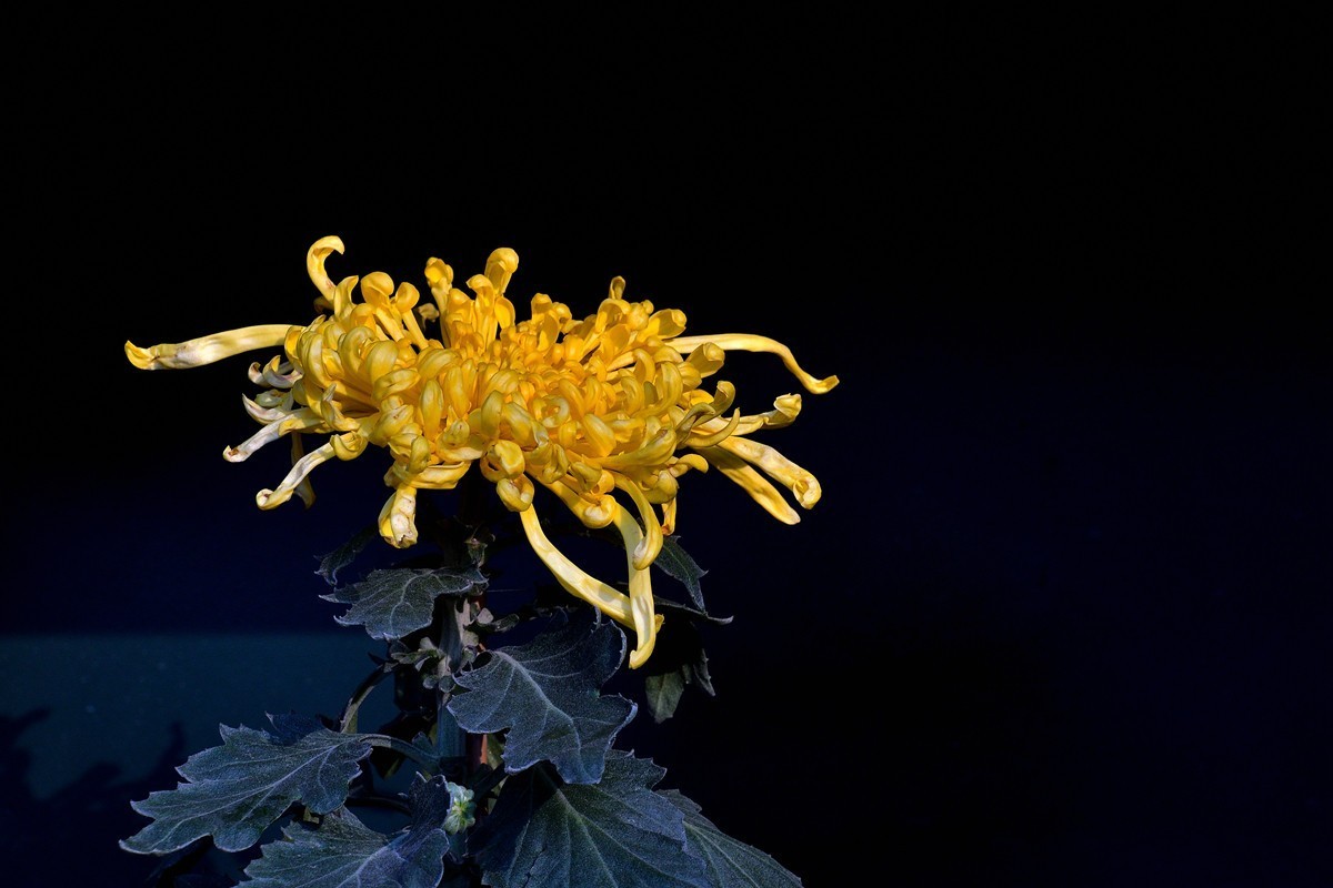 形态多样的菊花1