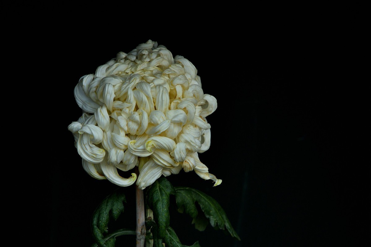 形态多样的菊花1