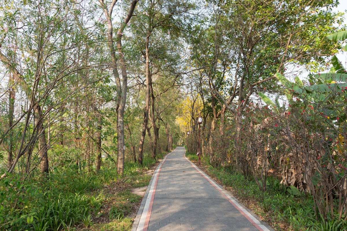 逛湿地公园，看见一个奇葩爬树钓鱼人