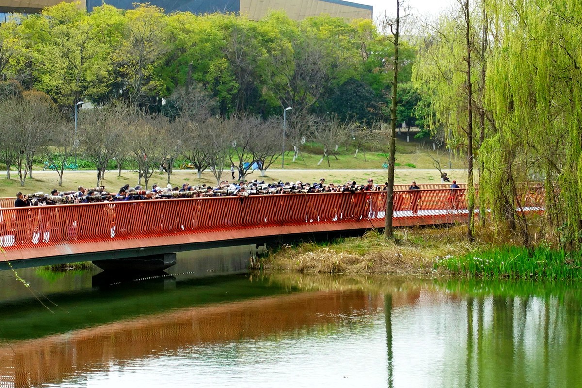 锦城湖的拍鸟人