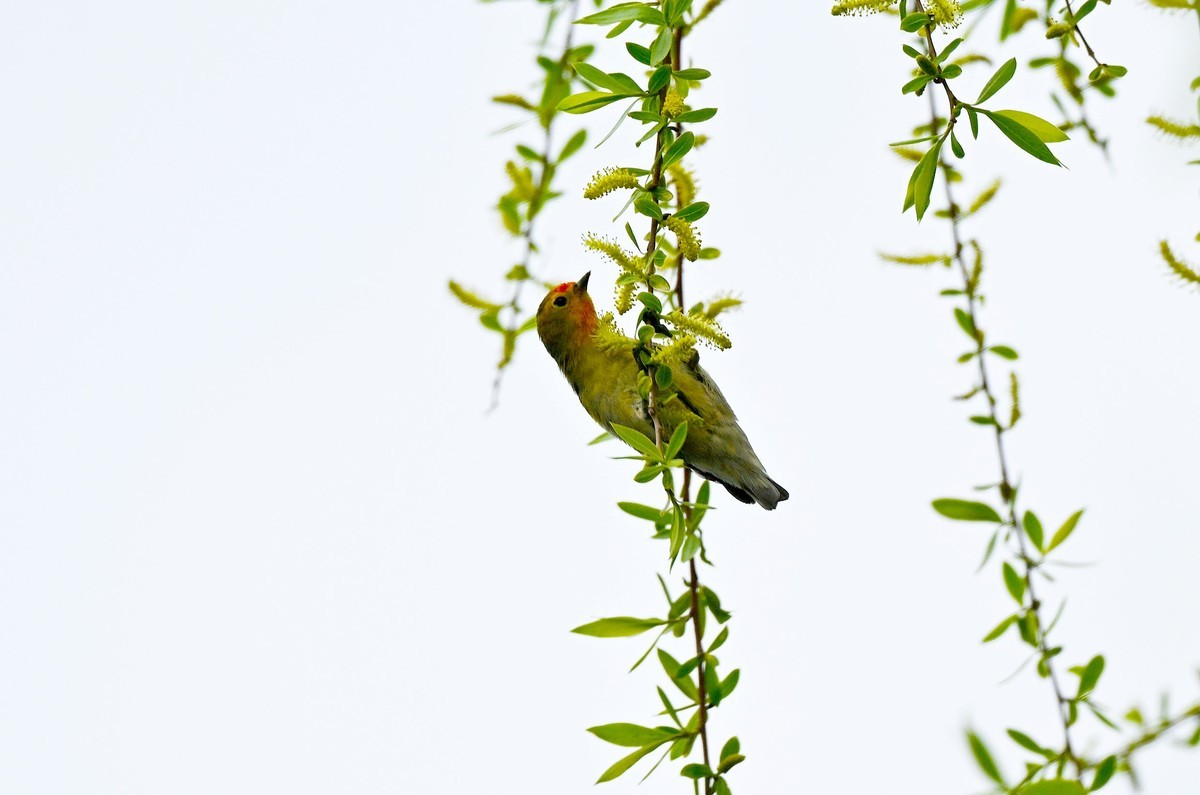 锦城湖的拍鸟人
