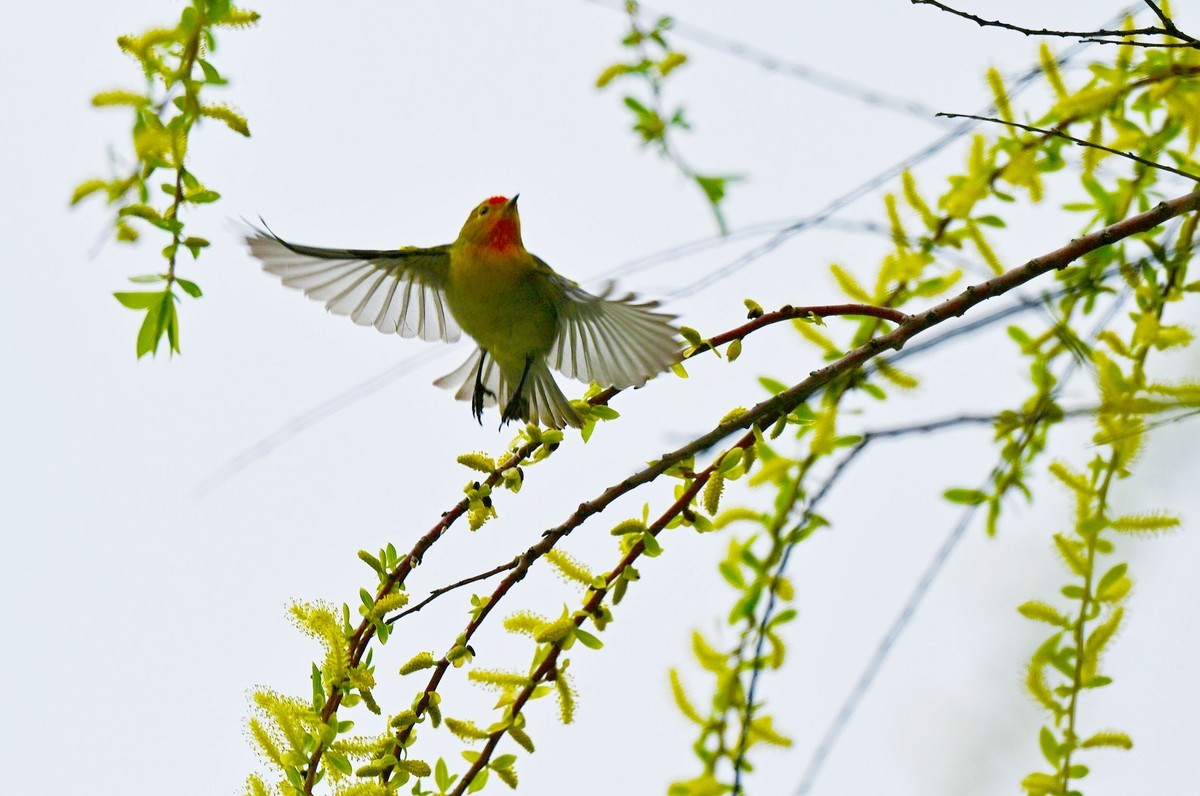 锦城湖的拍鸟人