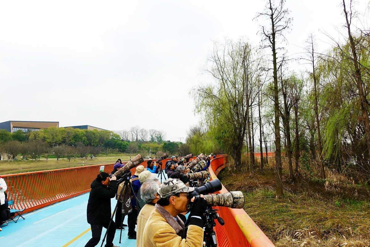 锦城湖的拍鸟人