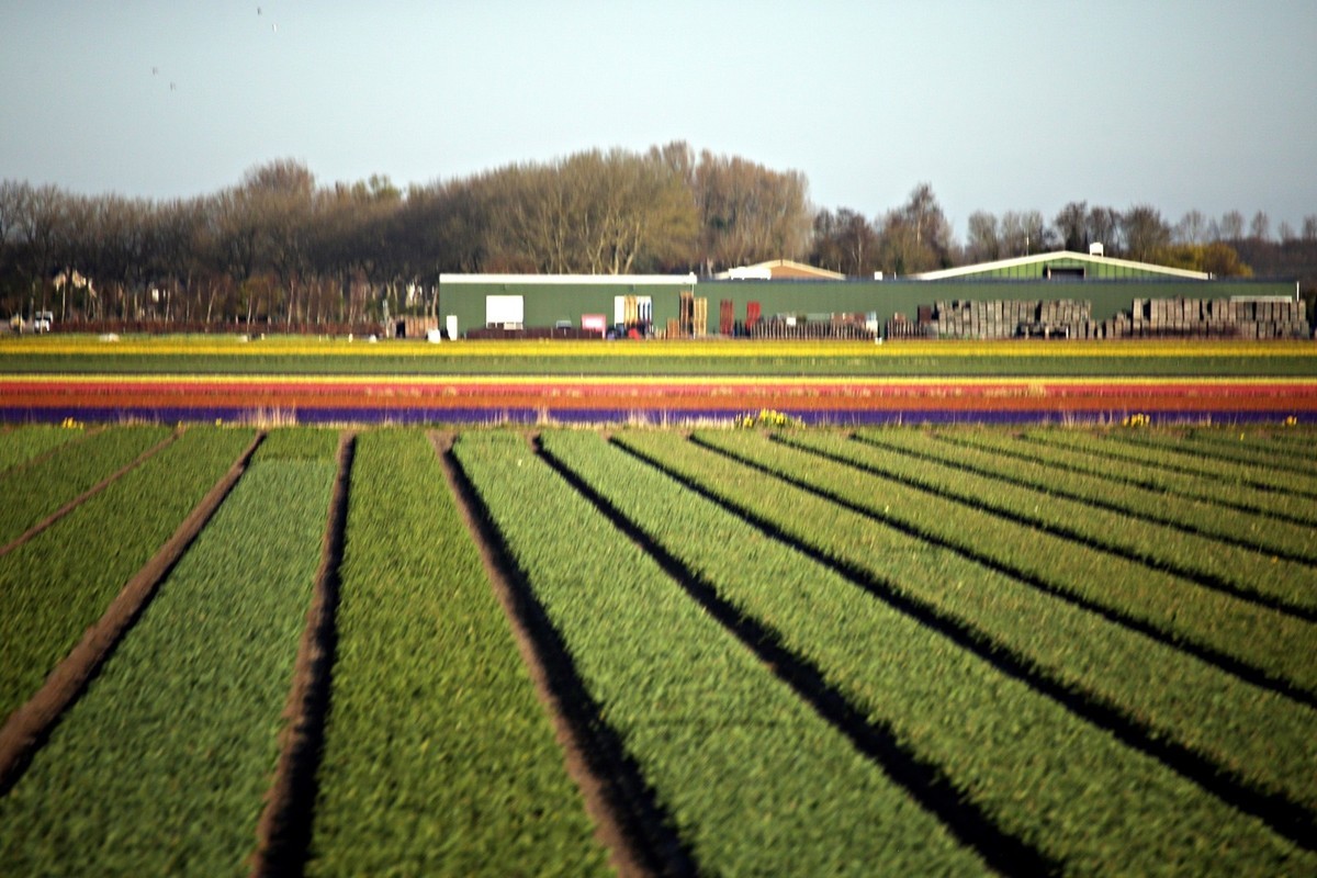 荷兰郁金香花田风光