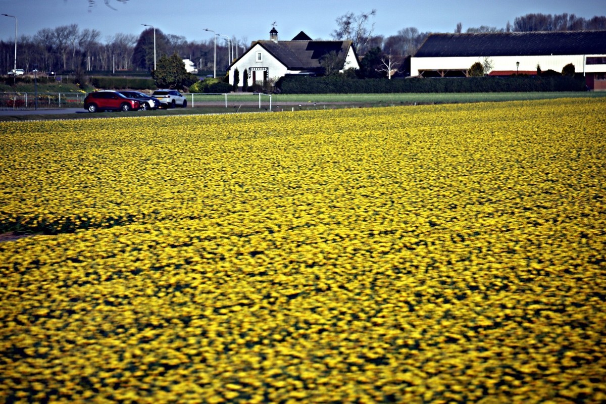 荷兰郁金香花田风光