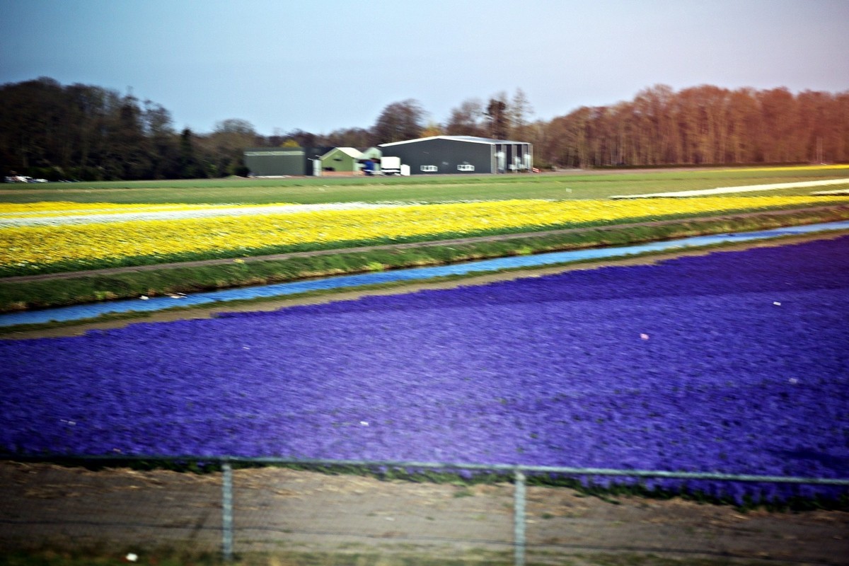 荷兰郁金香花田风光