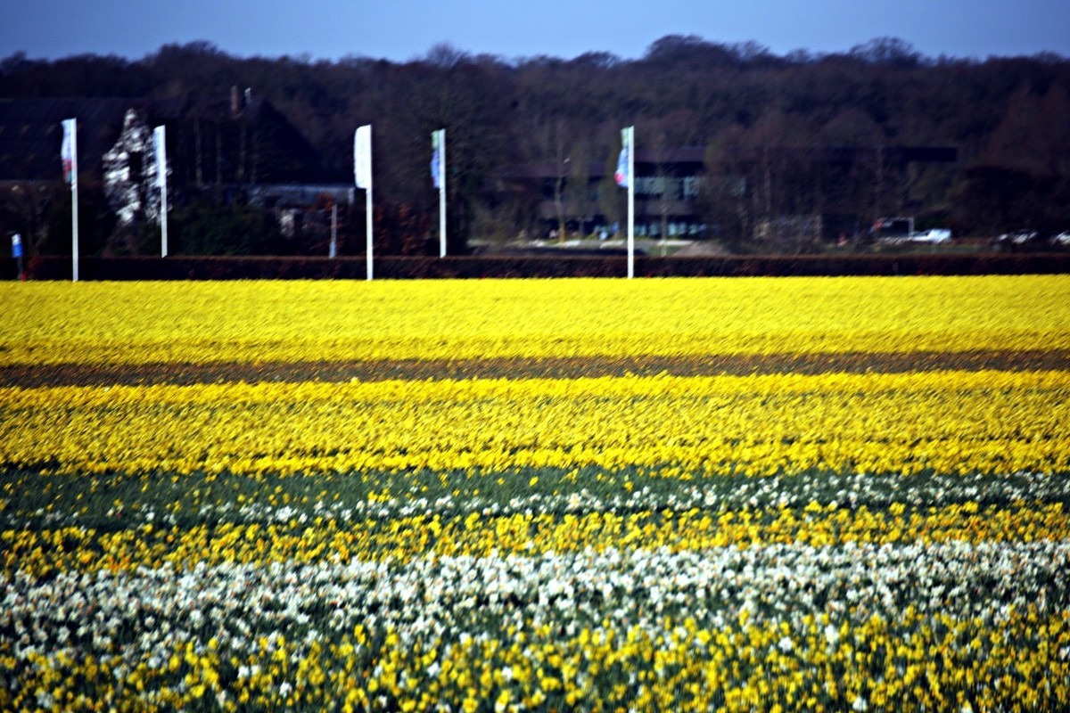 荷兰郁金香花田风光