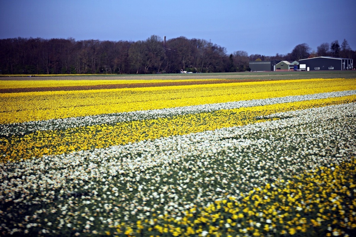 荷兰郁金香花田风光