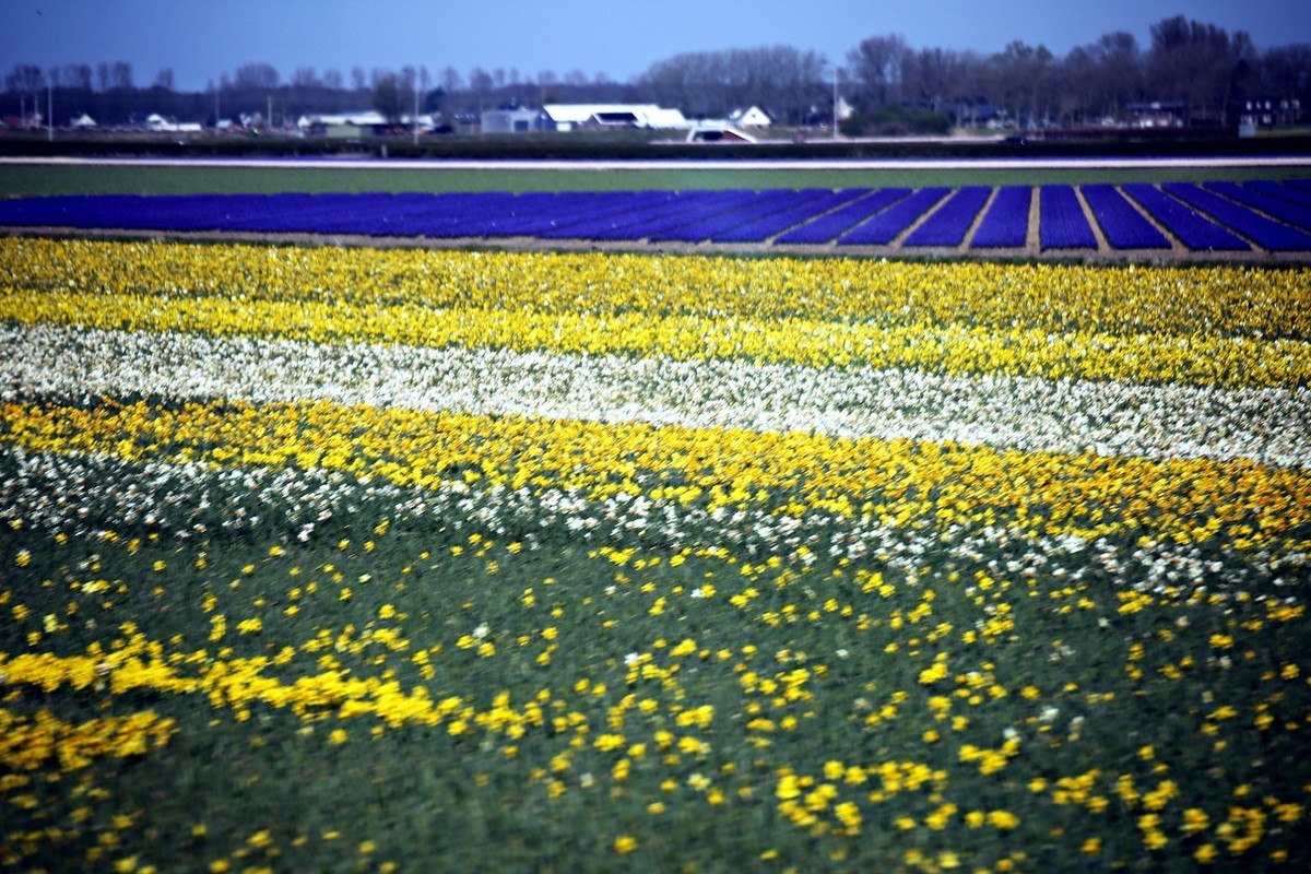 荷兰郁金香花田风光