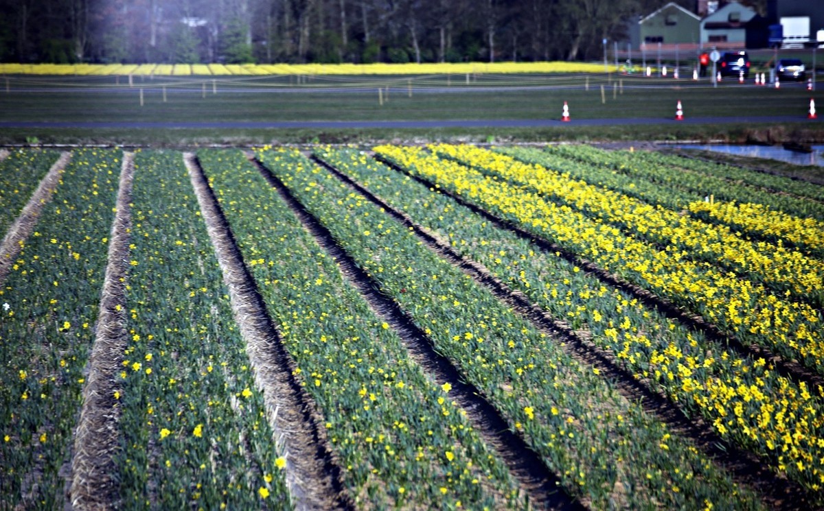 荷兰郁金香花田风光