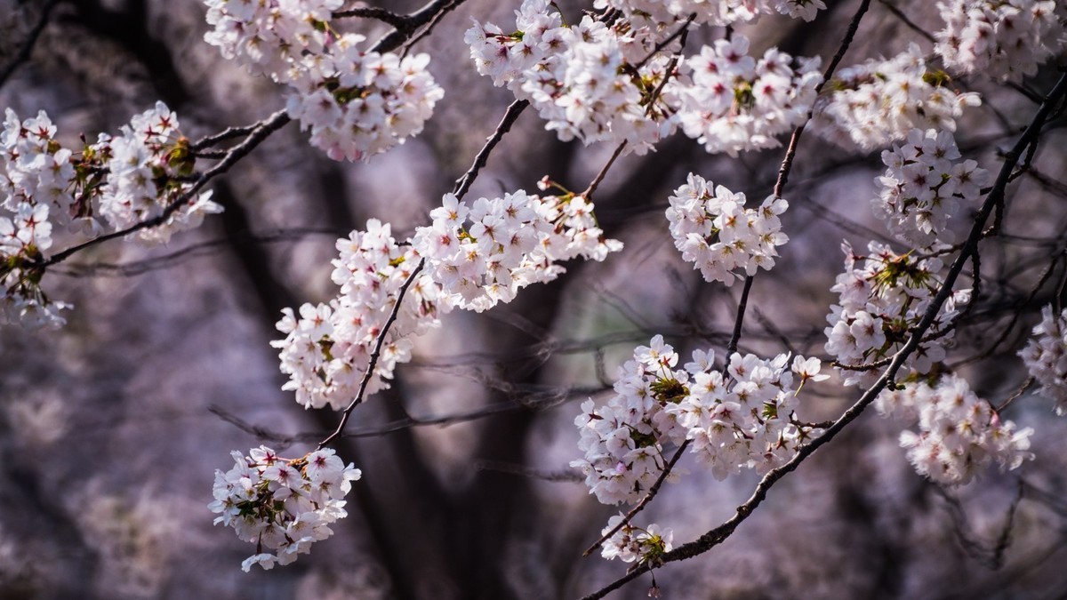 樱 花 盛 开 （ 二 ）