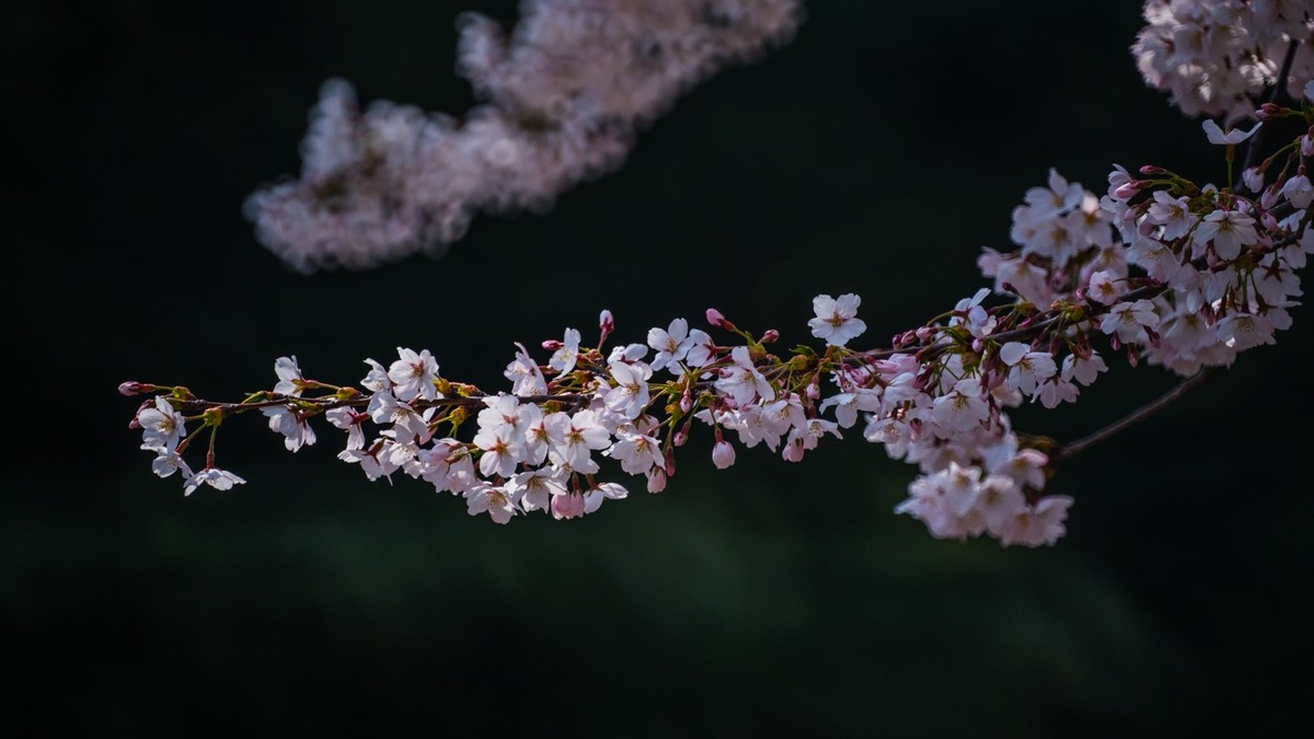 樱 花 盛 开 （ 二 ）